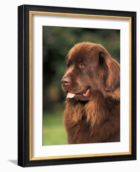 Brown Newfoundland Portrait-Adriano Bacchella-Framed Photographic Print