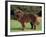 Brown Newfoundland Portrait-Adriano Bacchella-Framed Photographic Print