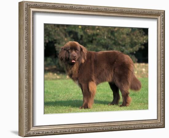 Brown Newfoundland Portrait-Adriano Bacchella-Framed Photographic Print