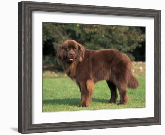 Brown Newfoundland Portrait-Adriano Bacchella-Framed Photographic Print