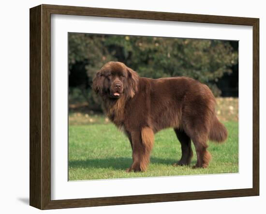 Brown Newfoundland Portrait-Adriano Bacchella-Framed Photographic Print