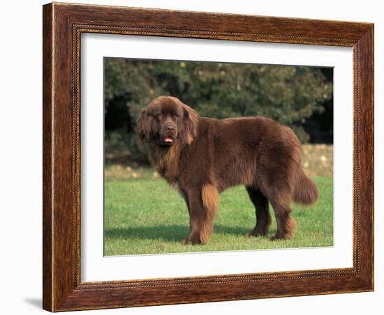 Brown Newfoundland Portrait-Adriano Bacchella-Framed Photographic Print