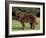 Brown Newfoundland Portrait-Adriano Bacchella-Framed Photographic Print