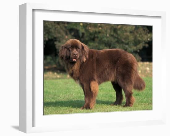 Brown Newfoundland Portrait-Adriano Bacchella-Framed Photographic Print