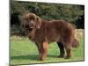 Brown Newfoundland Portrait-Adriano Bacchella-Mounted Photographic Print