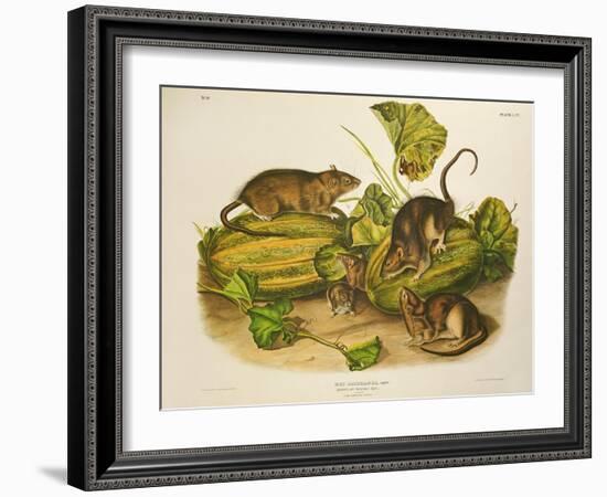 Brown, or Norway Rat, Engraved by John T. Bowen (1801-C.56) Published 1845-John James Audubon-Framed Premium Giclee Print