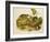 Brown, or Norway Rat, Engraved by John T. Bowen (1801-C.56) Published 1845-John James Audubon-Framed Premium Giclee Print