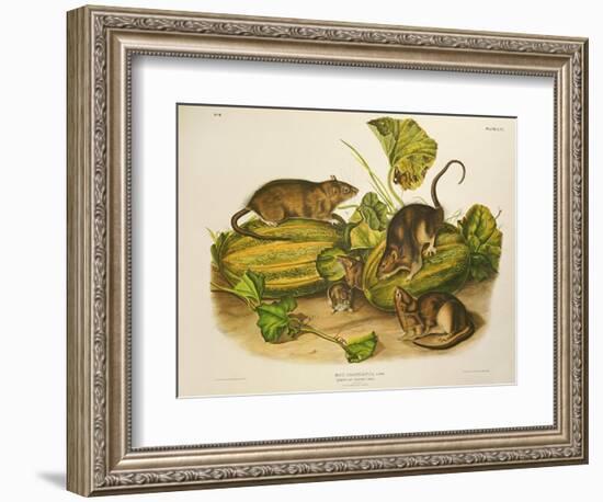 Brown, or Norway Rat, Engraved by John T. Bowen (1801-C.56) Published 1845-John James Audubon-Framed Giclee Print