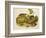 Brown, or Norway Rat, Engraved by John T. Bowen (1801-C.56) Published 1845-John James Audubon-Framed Giclee Print