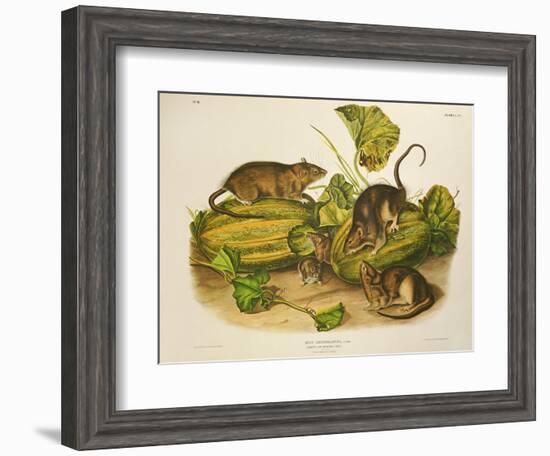 Brown, or Norway Rat, Engraved by John T. Bowen (1801-C.56) Published 1845-John James Audubon-Framed Giclee Print