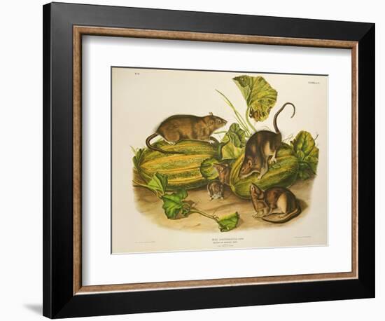 Brown, or Norway Rat, Engraved by John T. Bowen (1801-C.56) Published 1845-John James Audubon-Framed Giclee Print