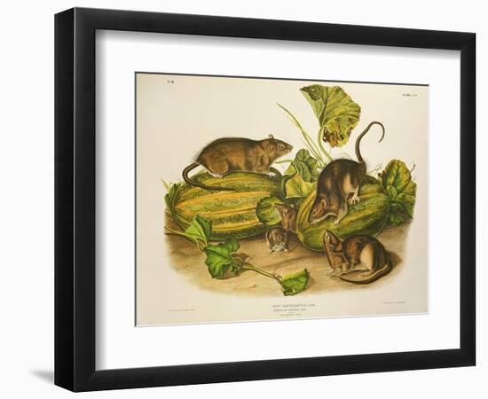 Brown, or Norway Rat, Engraved by John T. Bowen (1801-C.56) Published 1845-John James Audubon-Framed Giclee Print