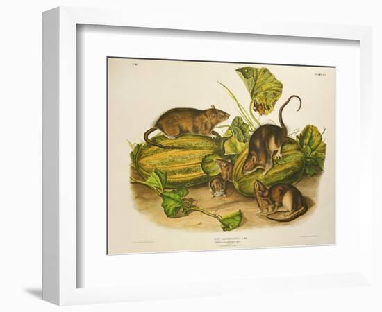 Brown, or Norway Rat, Engraved by John T. Bowen (1801-C.56) Published 1845-John James Audubon-Framed Giclee Print