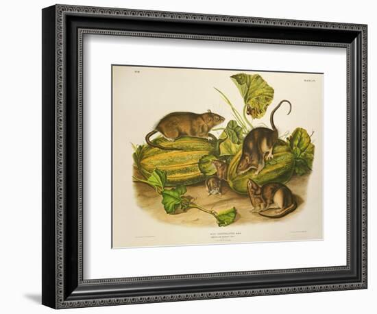 Brown, or Norway Rat, Engraved by John T. Bowen (1801-C.56) Published 1845-John James Audubon-Framed Giclee Print