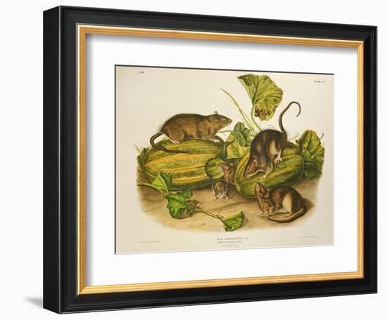 Brown, or Norway Rat, Engraved by John T. Bowen (1801-C.56) Published 1845-John James Audubon-Framed Giclee Print