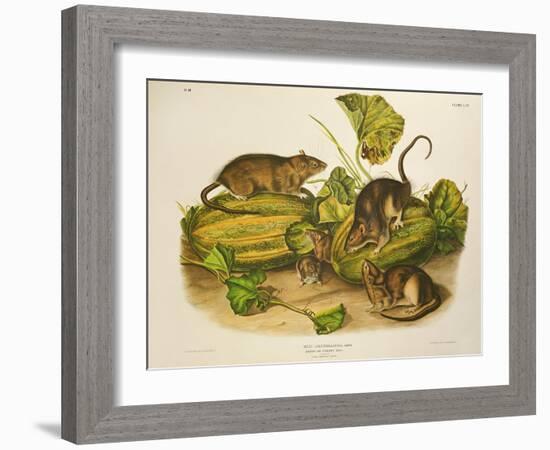 Brown, or Norway Rat, Engraved by John T. Bowen (1801-C.56) Published 1845-John James Audubon-Framed Giclee Print