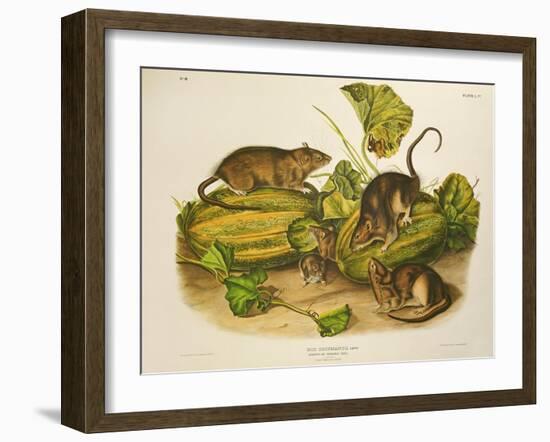 Brown, or Norway Rat, Engraved by John T. Bowen (1801-C.56) Published 1845-John James Audubon-Framed Giclee Print