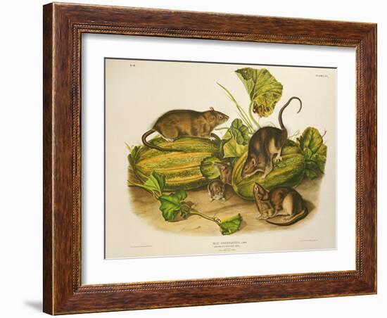 Brown, or Norway Rat, Engraved by John T. Bowen (1801-C.56) Published 1845-John James Audubon-Framed Giclee Print