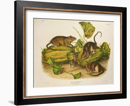 Brown, or Norway Rat, Engraved by John T. Bowen (1801-C.56) Published 1845-John James Audubon-Framed Giclee Print