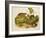 Brown, or Norway Rat, Engraved by John T. Bowen (1801-C.56) Published 1845-John James Audubon-Framed Giclee Print