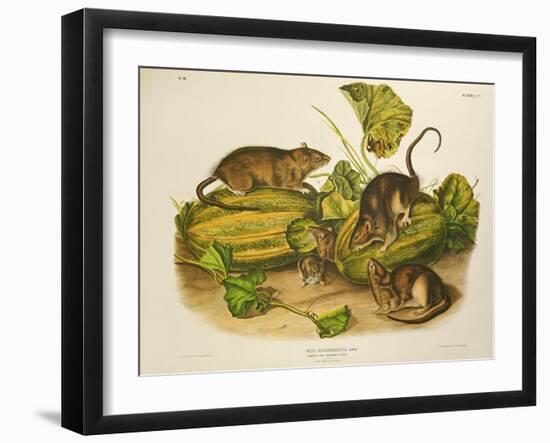 Brown, or Norway Rat, Engraved by John T. Bowen (1801-C.56) Published 1845-John James Audubon-Framed Giclee Print