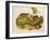 Brown, or Norway Rat, Engraved by John T. Bowen (1801-C.56) Published 1845-John James Audubon-Framed Giclee Print