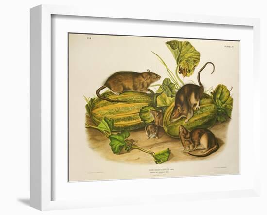 Brown, or Norway Rat, Engraved by John T. Bowen (1801-C.56) Published 1845-John James Audubon-Framed Giclee Print