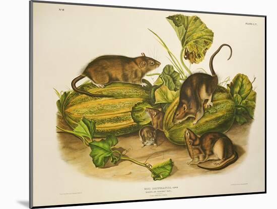 Brown, or Norway Rat, Engraved by John T. Bowen (1801-C.56) Published 1845-John James Audubon-Mounted Giclee Print