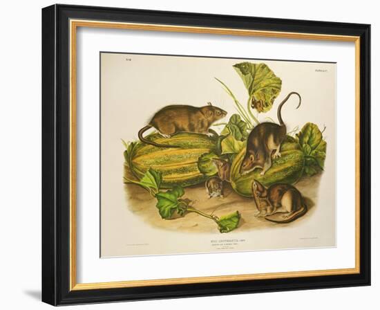 Brown, or Norway Rat, Engraved by John T. Bowen (1801-C.56) Published 1845-John James Audubon-Framed Giclee Print