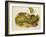 Brown, or Norway Rat, Engraved by John T. Bowen (1801-C.56) Published 1845-John James Audubon-Framed Giclee Print