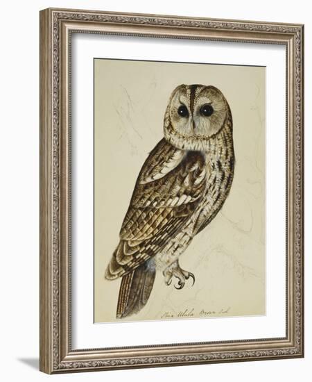 Brown Owl (Strix Ulula)-Rev. C. Atkinson-Framed Giclee Print