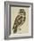 Brown Owl (Strix Ulula)-Rev. C. Atkinson-Framed Giclee Print