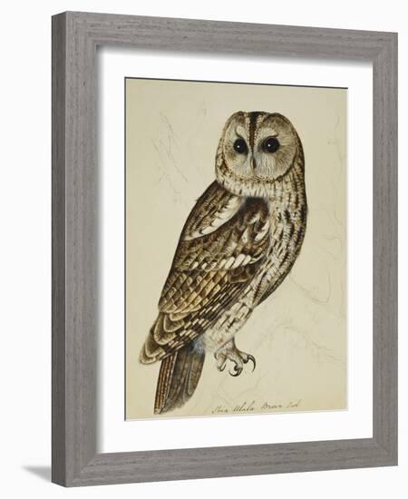 Brown Owl (Strix Ulula)-Rev. C. Atkinson-Framed Giclee Print