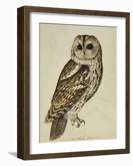 Brown Owl (Strix Ulula)-Rev. C. Atkinson-Framed Giclee Print