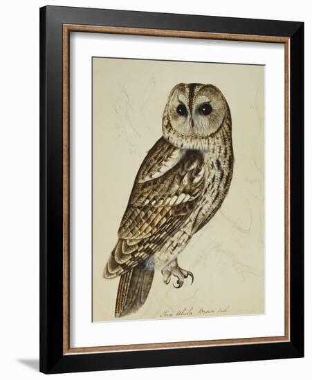 Brown Owl (Strix Ulula)-Rev. C. Atkinson-Framed Giclee Print