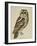 Brown Owl (Strix Ulula)-Rev. C. Atkinson-Framed Giclee Print