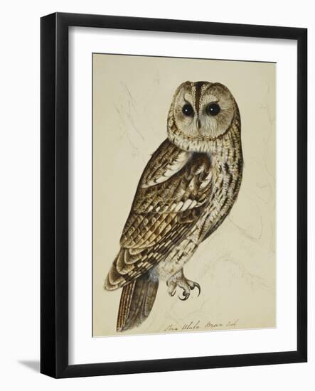 Brown Owl (Strix Ulula)-Rev. C. Atkinson-Framed Giclee Print