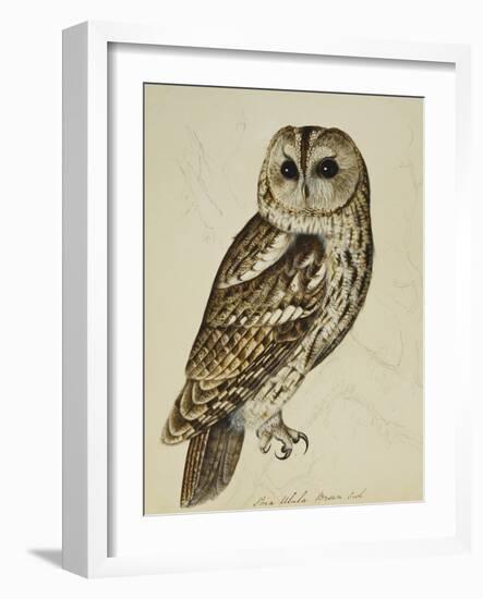 Brown Owl (Strix Ulula)-Rev. C. Atkinson-Framed Giclee Print