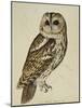 Brown Owl (Strix Ulula)-Rev. C. Atkinson-Mounted Giclee Print