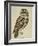 Brown Owl (Strix Ulula)-Rev. C. Atkinson-Framed Giclee Print