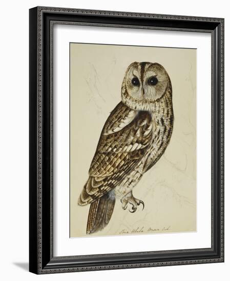 Brown Owl (Strix Ulula)-Rev. C. Atkinson-Framed Giclee Print