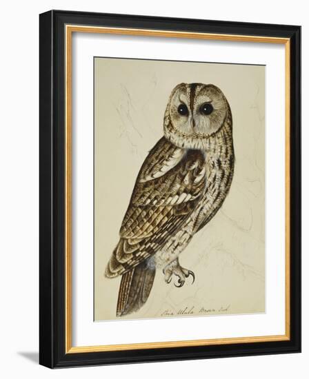 Brown Owl (Strix Ulula)-Rev. C. Atkinson-Framed Giclee Print