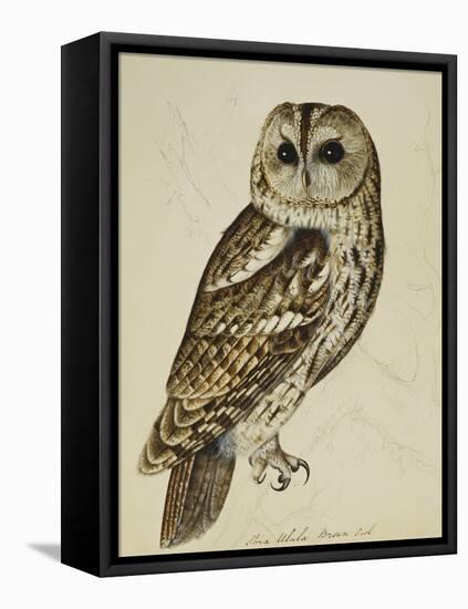 Brown Owl (Strix Ulula)-Rev. C. Atkinson-Framed Premier Image Canvas