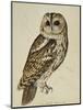 Brown Owl (Strix Ulula)-Reverend Christopher Atkinson-Mounted Premium Giclee Print
