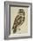 Brown Owl (Strix Ulula)-Reverend Christopher Atkinson-Framed Giclee Print