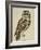 Brown Owl (Strix Ulula)-Reverend Christopher Atkinson-Framed Giclee Print