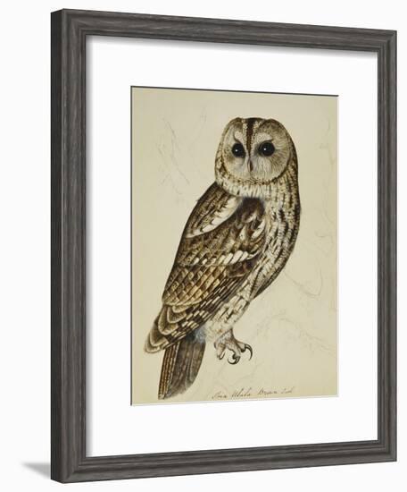 Brown Owl (Strix Ulula)-Reverend Christopher Atkinson-Framed Giclee Print