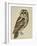 Brown Owl (Strix Ulula)-Reverend Christopher Atkinson-Framed Giclee Print