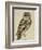 Brown Owl (Strix Ulula)-Reverend Christopher Atkinson-Framed Giclee Print