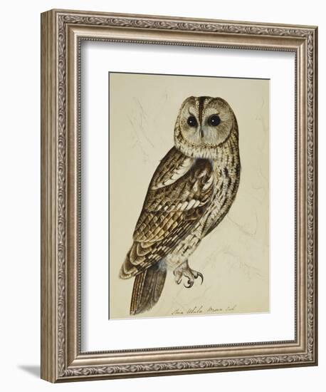 Brown Owl (Strix Ulula)-Reverend Christopher Atkinson-Framed Giclee Print